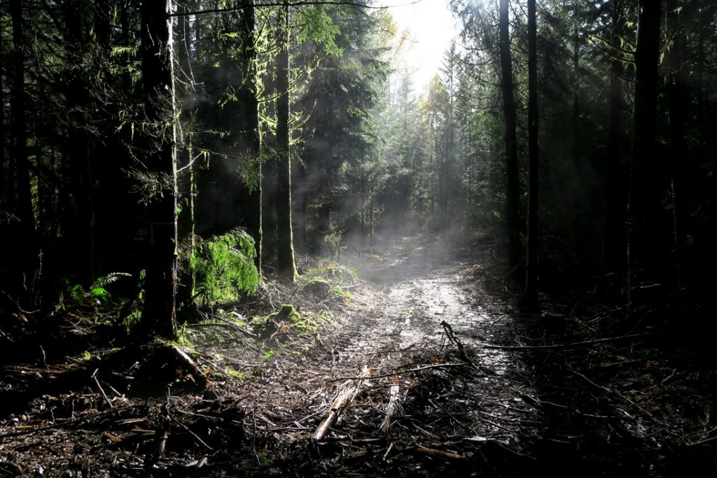 photo of forest