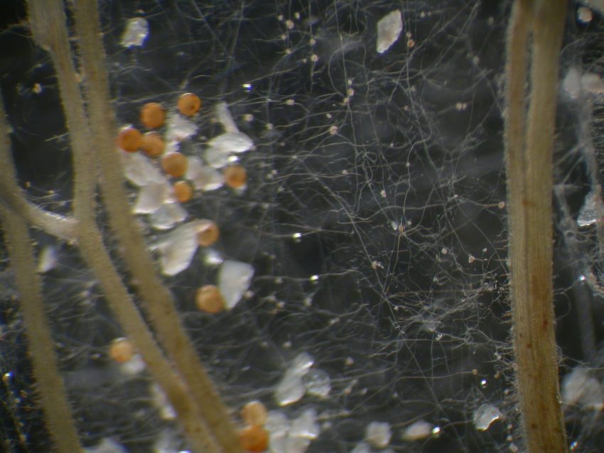 photo of bacteria